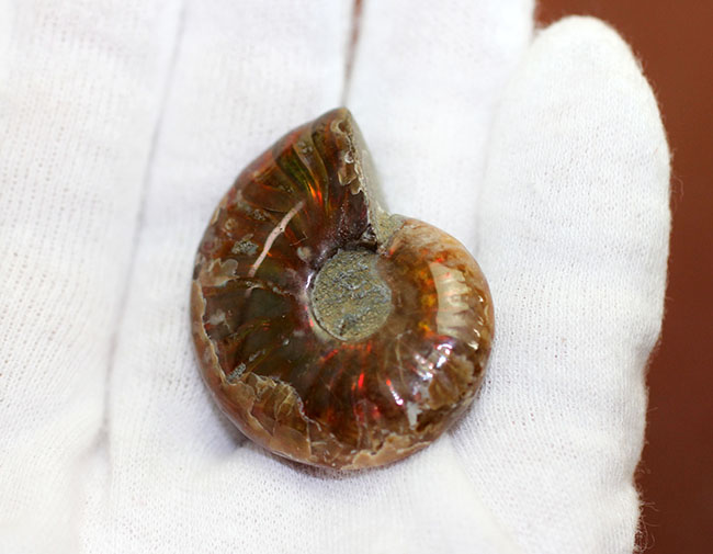 小ぶりながら多彩な輝きにワクワクします。マダガスカル産の遊色アンモナイト、クレオニセラス(Cleoniceras)(その5)