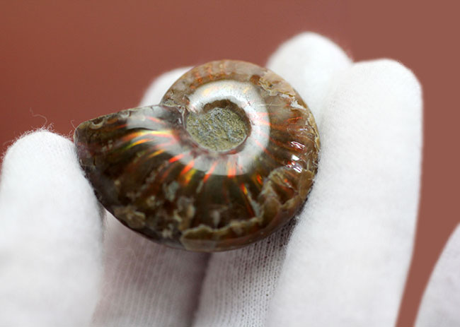小ぶりながら多彩な輝きにワクワクします。マダガスカル産の遊色アンモナイト、クレオニセラス(Cleoniceras)(その6)