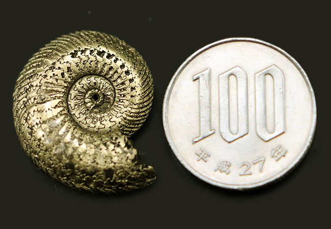 両面ともにパーフェクトな保存状態！美しい縫合線を有する、ロシア産の黄鉄鉱化されたアンモナイト、クエンステッドセラス（Quenstedtoceras）（その8）