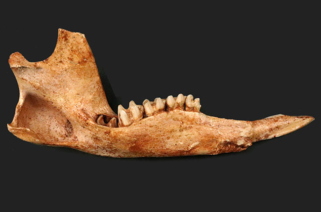 今から２７年前の国内化石ショーでお披露目された、マクロプス・タイタン（Macropus titan）の下顎の化石（その1）