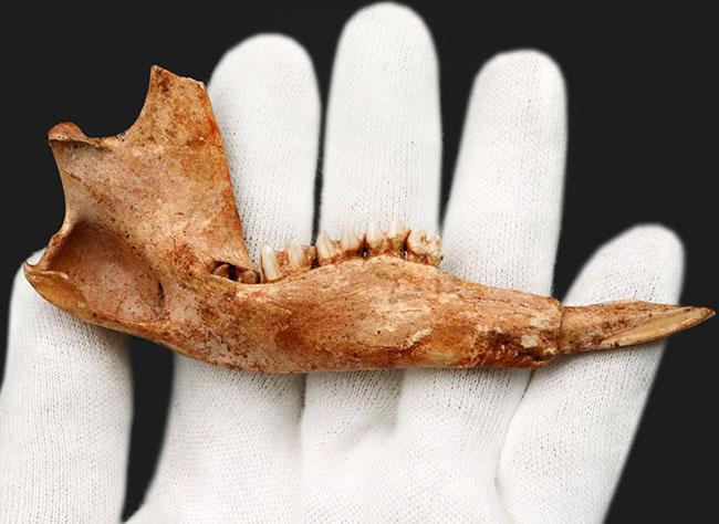 今から２７年前の国内化石ショーでお披露目された、マクロプス・タイタン（Macropus titan）の下顎の化石（その2）