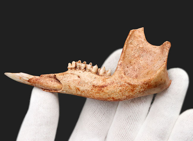 今から２７年前の国内化石ショーでお披露目された、マクロプス・タイタン（Macropus titan）の下顎の化石（その4）