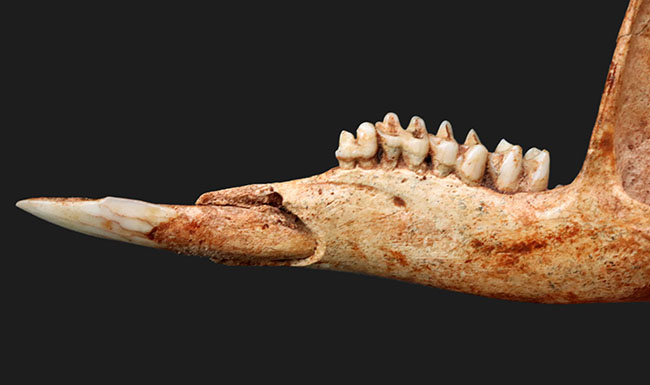 今から27年前の国内化石ショーでお披露目された、マクロプス・タイタン(Macropus titan)の下顎の化石(その5)