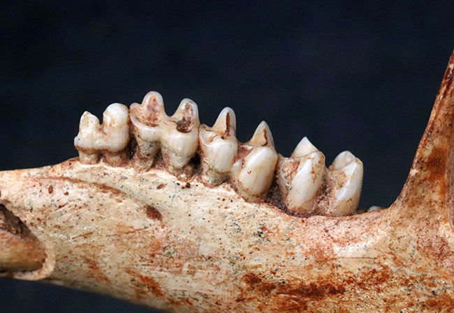 今から27年前の国内化石ショーでお披露目された、マクロプス・タイタン(Macropus titan)の下顎の化石(その6)