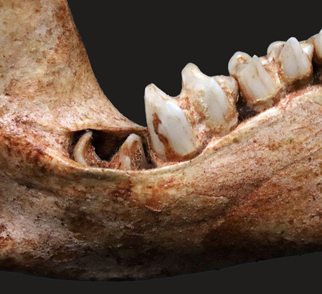 今から２７年前の国内化石ショーでお披露目された、マクロプス・タイタン（Macropus titan）の下顎の化石（その7）