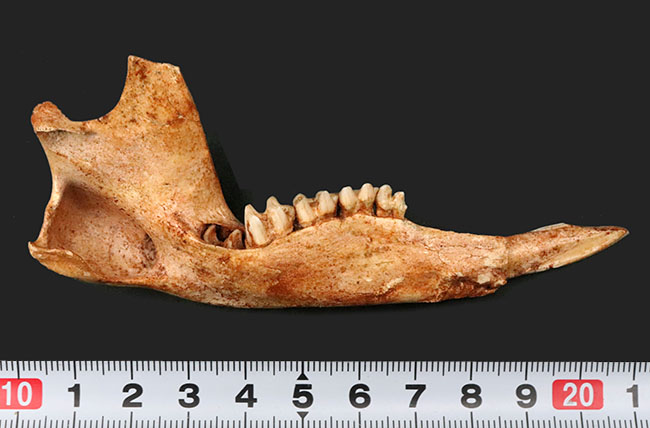 今から２７年前の国内化石ショーでお披露目された、マクロプス・タイタン（Macropus titan）の下顎の化石（その8）