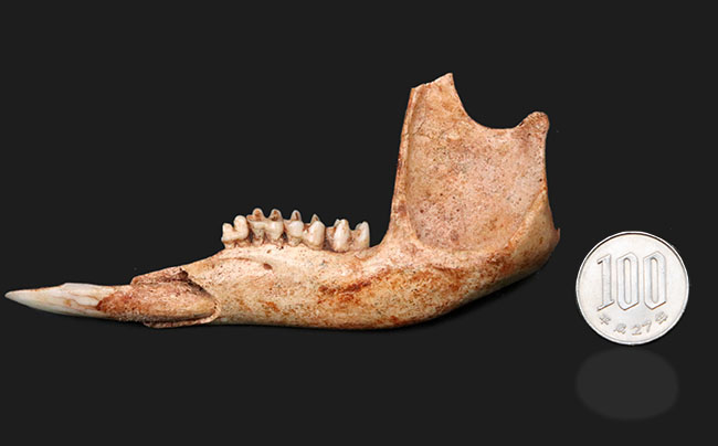 今から２７年前の国内化石ショーでお披露目された、マクロプス・タイタン（Macropus titan）の下顎の化石（その9）