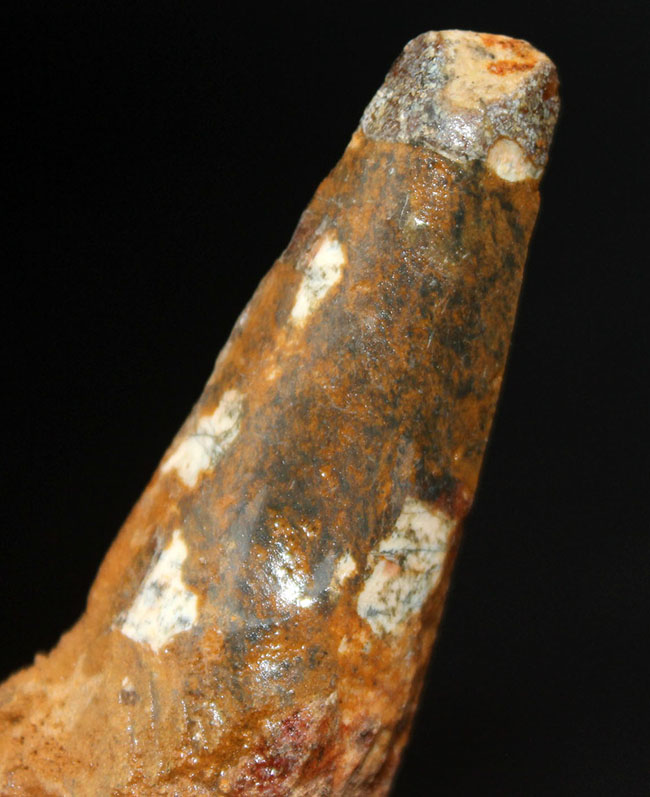 ロングカーブ計測55ミリ、人気のスピノサウルス(Spinosaurus)の歯化石。プレゼントにいかがでしょうか(その1)