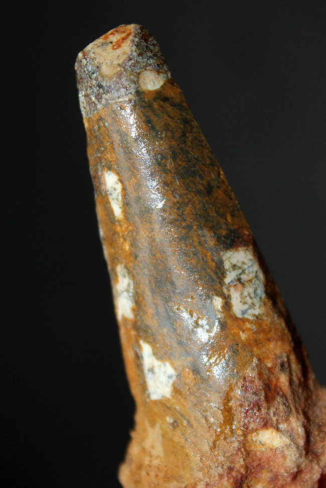 ロングカーブ計測55ミリ、人気のスピノサウルス(Spinosaurus)の歯化石。プレゼントにいかがでしょうか(その4)