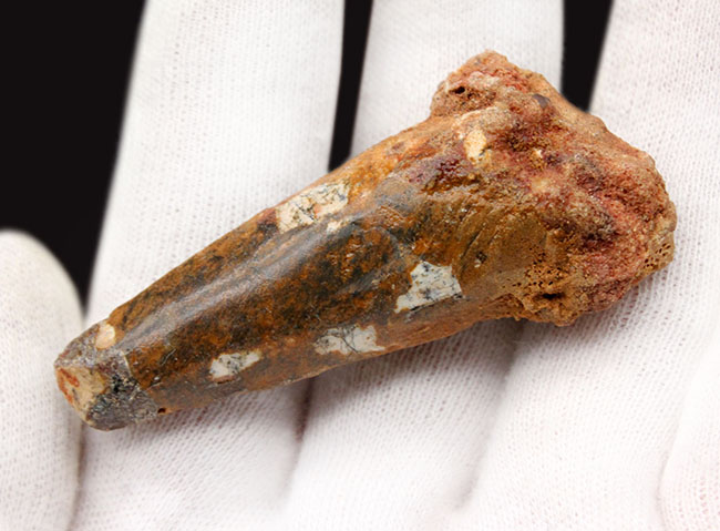 ロングカーブ計測55ミリ、人気のスピノサウルス(Spinosaurus)の歯化石。プレゼントにいかがでしょうか(その6)