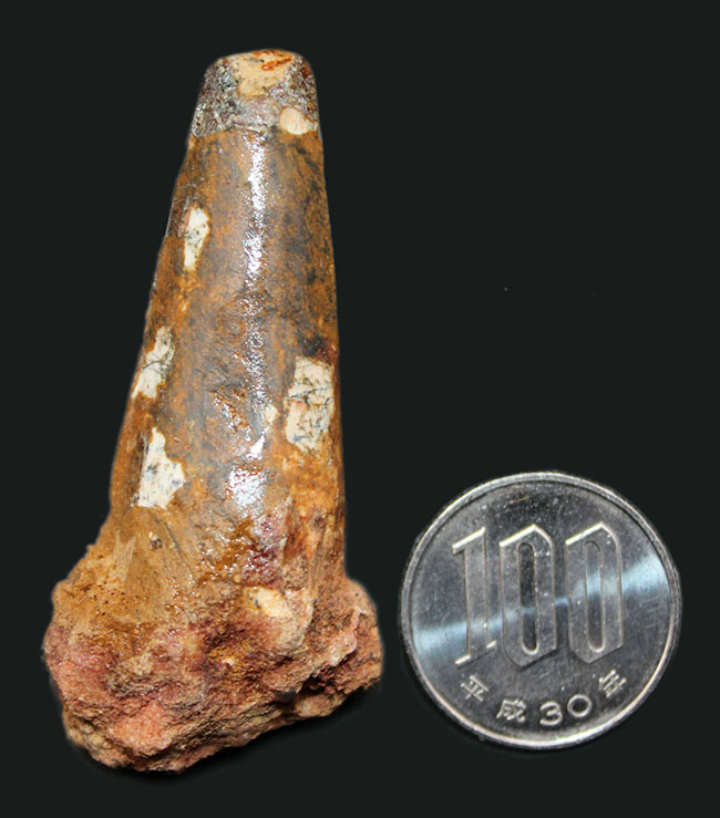 ロングカーブ計測55ミリ、人気のスピノサウルス(Spinosaurus)の歯化石。プレゼントにいかがでしょうか(その7)