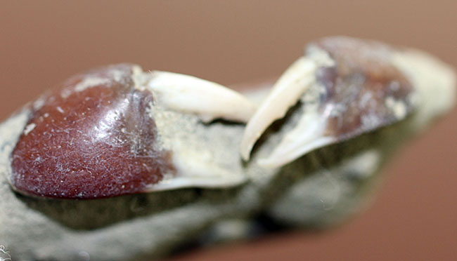 縄文人が捕獲していた?ムカシメクラガニ(Arges parallelus)の化石(その10)