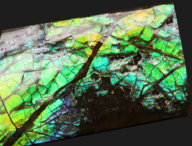 見ているだけで明るい気持ちになれる、色鮮やかなグリーンを呈する、アンモライト(Ammolite)のピース(その4)