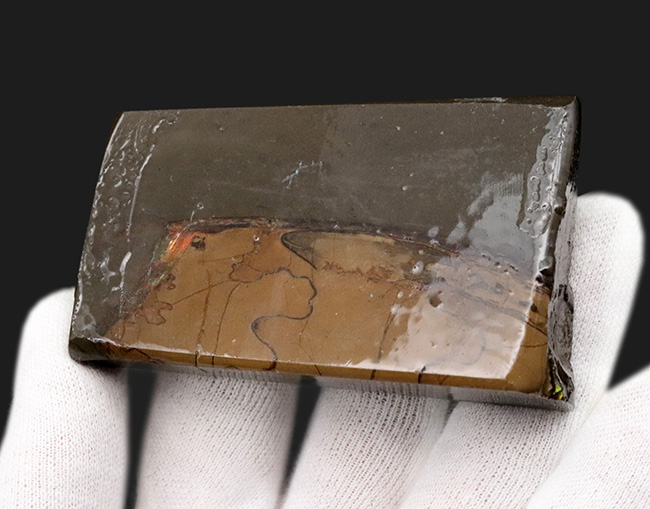 見ているだけで明るい気持ちになれる、色鮮やかなグリーンを呈する、アンモライト(Ammolite)のピース(その5)