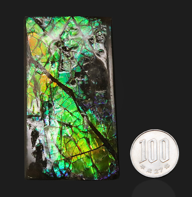 見ているだけで明るい気持ちになれる、色鮮やかなグリーンを呈する、アンモライト(Ammolite)のピース(その8)