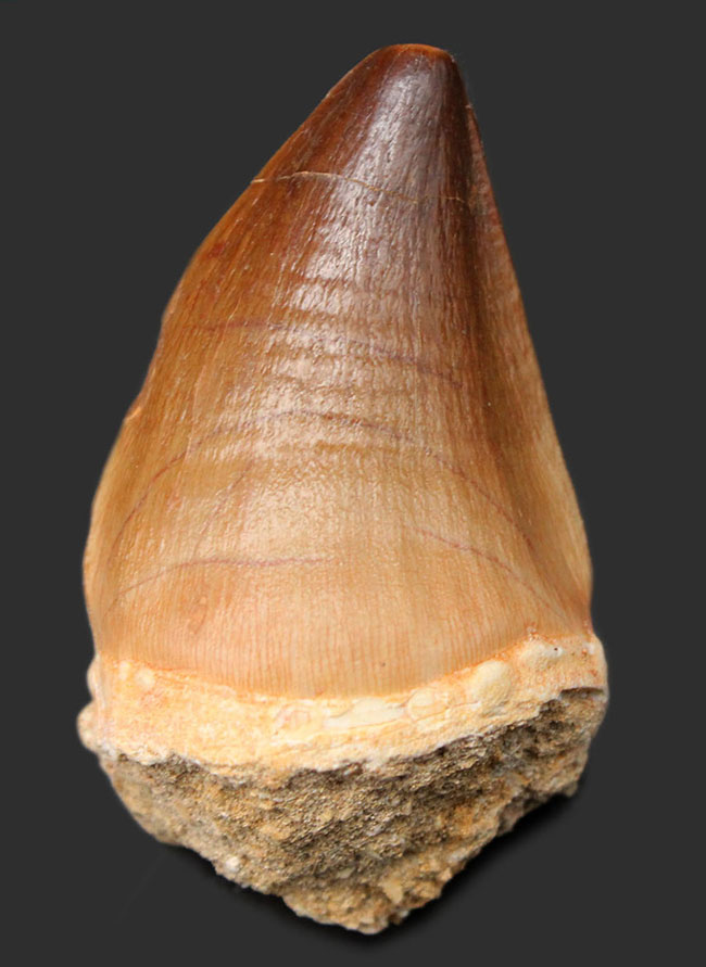 白亜紀後期の食物連鎖の頂点に君臨したモササウルス科の生物の歯化石(Mosasaurus sp.)。保存状態は極めて良好。良形美歯(その1)