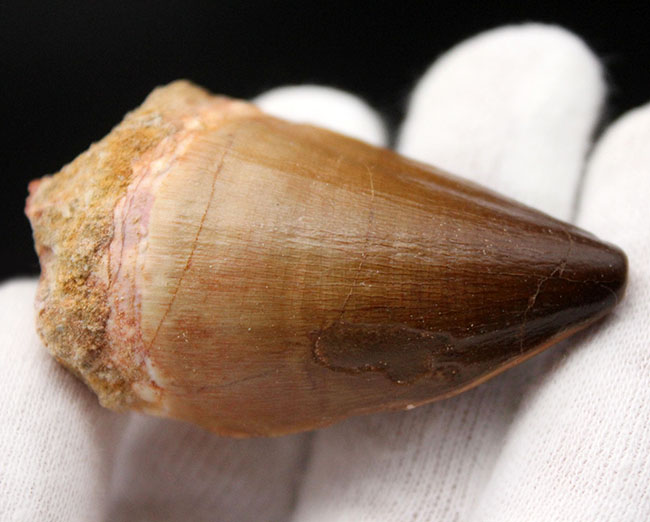 白亜紀後期の食物連鎖の頂点に君臨したモササウルス科の生物の歯化石(Mosasaurus sp.)。保存状態は極めて良好。良形美歯(その2)