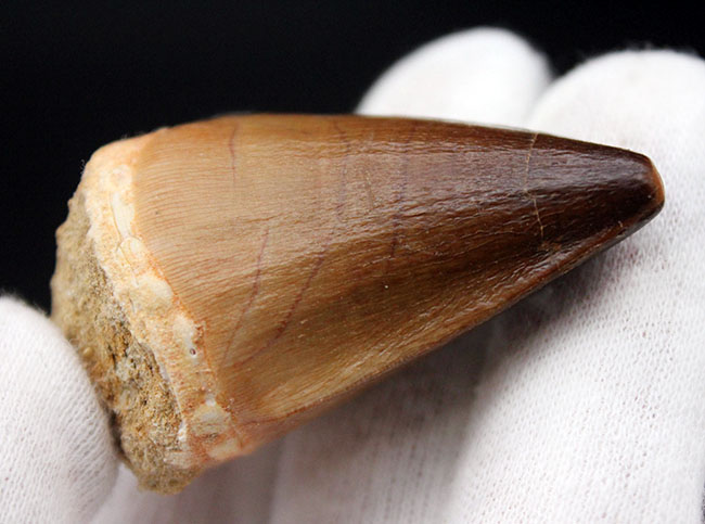 白亜紀後期の食物連鎖の頂点に君臨したモササウルス科の生物の歯化石(Mosasaurus sp.)。保存状態は極めて良好。良形美歯(その3)