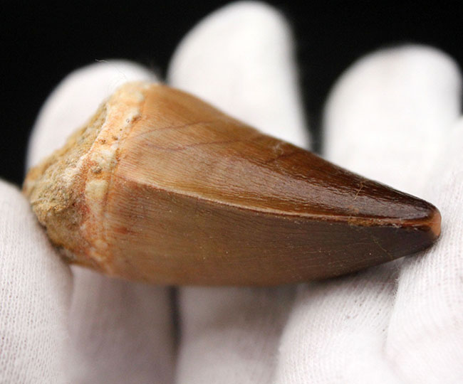 白亜紀後期の食物連鎖の頂点に君臨したモササウルス科の生物の歯化石(Mosasaurus sp.)。保存状態は極めて良好。良形美歯(その4)