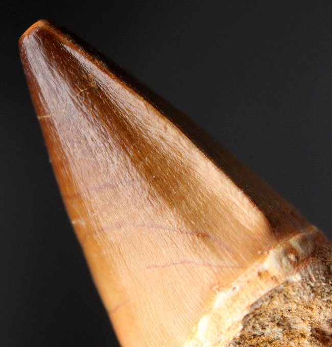 白亜紀後期の食物連鎖の頂点に君臨したモササウルス科の生物の歯化石(Mosasaurus sp.)。保存状態は極めて良好。良形美歯(その5)