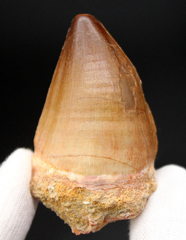 白亜紀後期の食物連鎖の頂点に君臨したモササウルス科の生物の歯化石(Mosasaurus sp.)。保存状態は極めて良好。良形美歯(その6)
