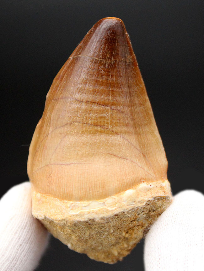 白亜紀後期の食物連鎖の頂点に君臨したモササウルス科の生物の歯化石(Mosasaurus sp.)。保存状態は極めて良好。良形美歯(その7)