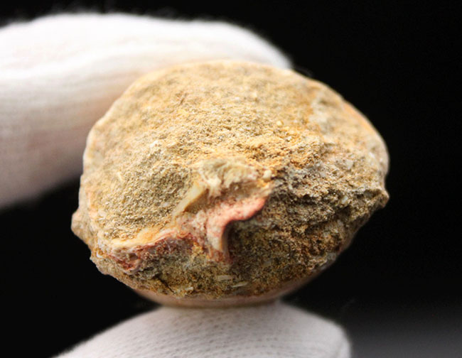 白亜紀後期の食物連鎖の頂点に君臨したモササウルス科の生物の歯化石(Mosasaurus sp.)。保存状態は極めて良好。良形美歯(その8)