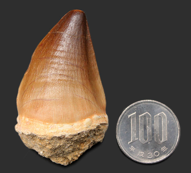 白亜紀後期の食物連鎖の頂点に君臨したモササウルス科の生物の歯化石(Mosasaurus sp.)。保存状態は極めて良好。良形美歯(その9)