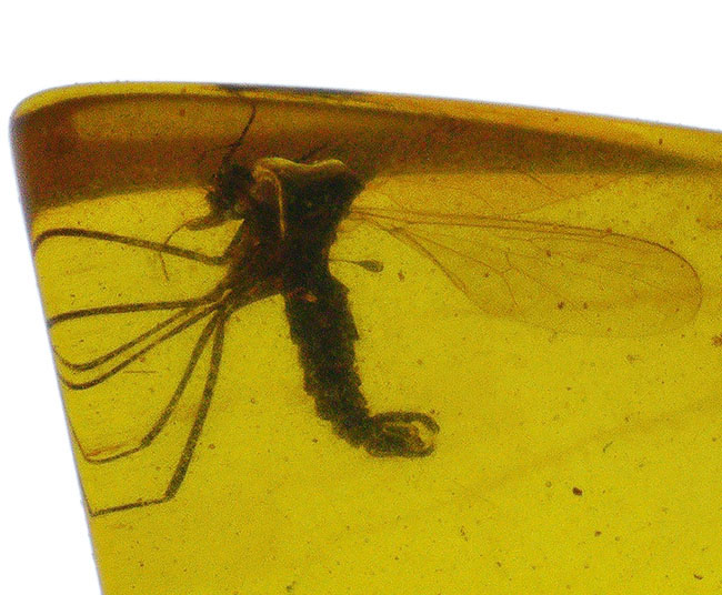 この透明度は必見です!完璧といって良い保存状態を維持した羽虫をたった1匹だけ内包した、ミャンマー産の恐竜時代の琥珀、バーマイト(Burmite)、ミャンマー産の恐竜時代の琥珀、バーマイト(Burmite)(その1)
