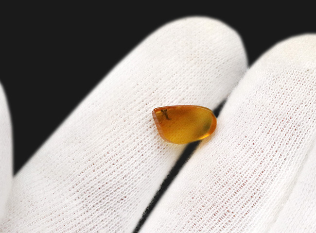 この透明度は必見です!完璧といって良い保存状態を維持した羽虫をたった1匹だけ内包した、ミャンマー産の恐竜時代の琥珀、バーマイト(Burmite)、ミャンマー産の恐竜時代の琥珀、バーマイト(Burmite)(その4)