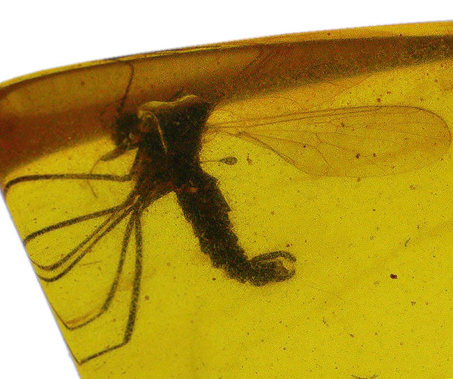 この透明度は必見です!完璧といって良い保存状態を維持した羽虫をたった1匹だけ内包した、ミャンマー産の恐竜時代の琥珀、バーマイト(Burmite)、ミャンマー産の恐竜時代の琥珀、バーマイト(Burmite)(その5)