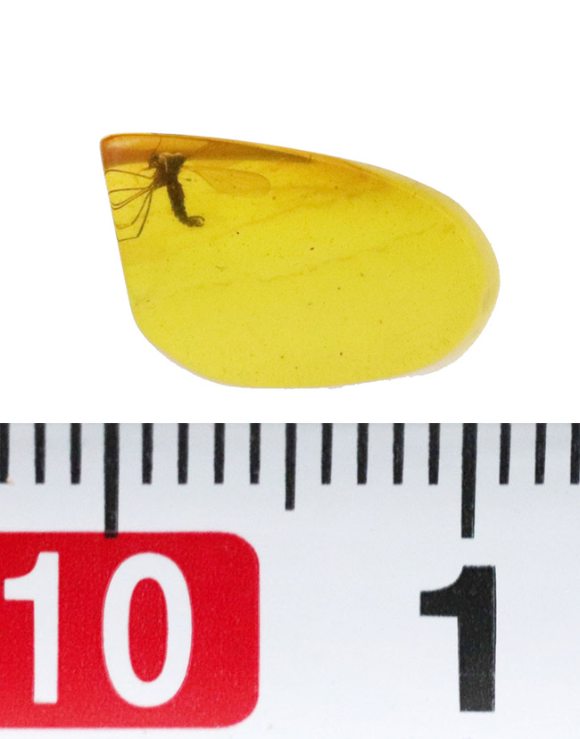 この透明度は必見です!完璧といって良い保存状態を維持した羽虫をたった1匹だけ内包した、ミャンマー産の恐竜時代の琥珀、バーマイト(Burmite)、ミャンマー産の恐竜時代の琥珀、バーマイト(Burmite)(その7)