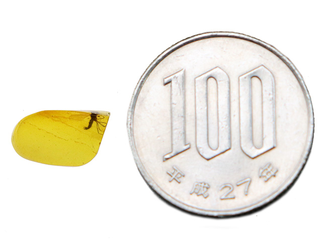 この透明度は必見です!完璧といって良い保存状態を維持した羽虫をたった1匹だけ内包した、ミャンマー産の恐竜時代の琥珀、バーマイト(Burmite)、ミャンマー産の恐竜時代の琥珀、バーマイト(Burmite)(その8)