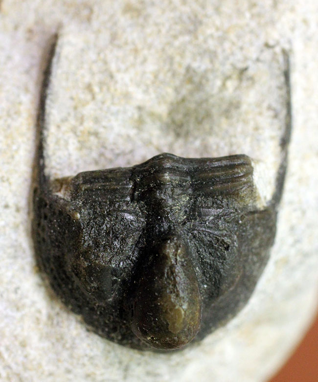 モロッコ産三葉虫、オンニア(Onnia sp.)(その1)