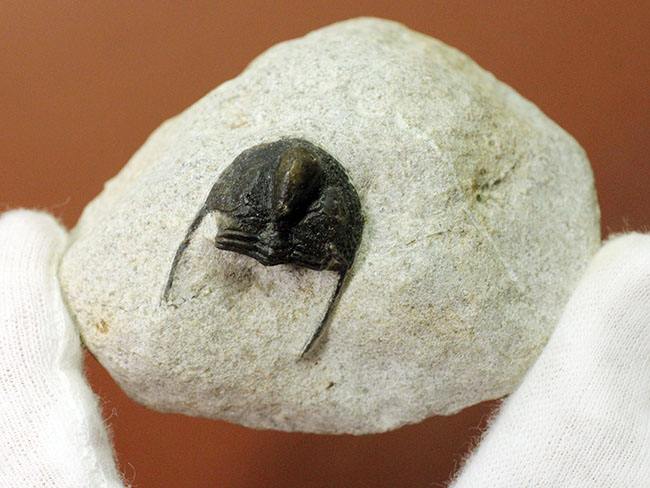 モロッコ産三葉虫、オンニア(Onnia sp.)(その10)