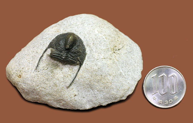 モロッコ産三葉虫 Acastoides sp. (アカストイデス)/ACT-003