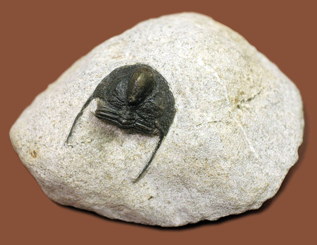 モロッコ産三葉虫、オンニア(Onnia sp.)(その2)