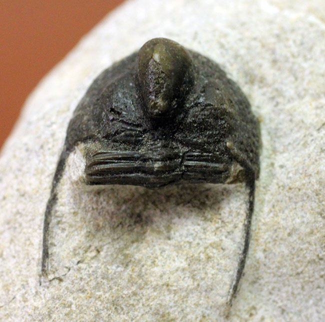 モロッコ産三葉虫、オンニア(Onnia sp.)(その3)