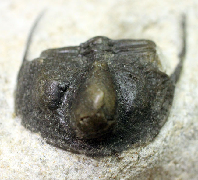 モロッコ産三葉虫、オンニア(Onnia sp.)(その8)