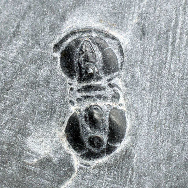 三葉虫らしくない三葉虫、ペロノプシス（Peronopsis sp.）の良質化石（その1）