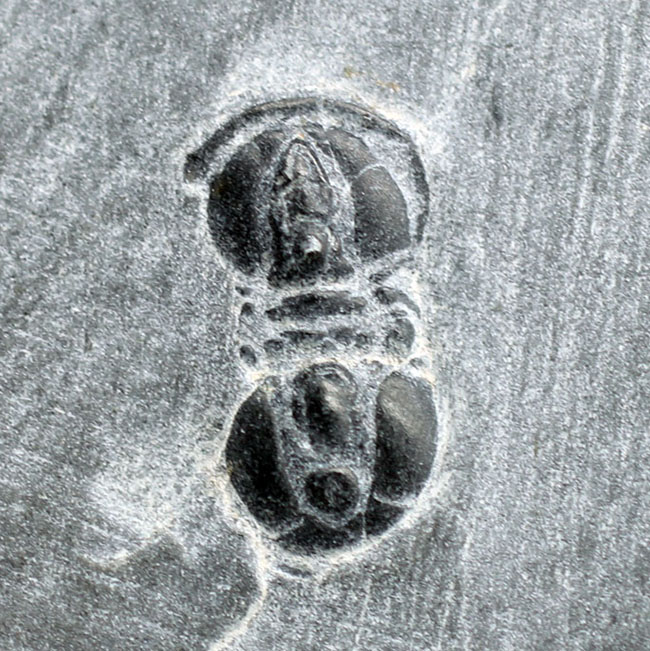 三葉虫らしくない三葉虫、ペロノプシス(Peronopsis sp.)の良質化石(その1)