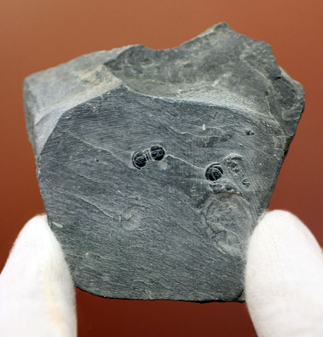 三葉虫らしくない三葉虫、ペロノプシス(Peronopsis sp.)の良質化石(その2)