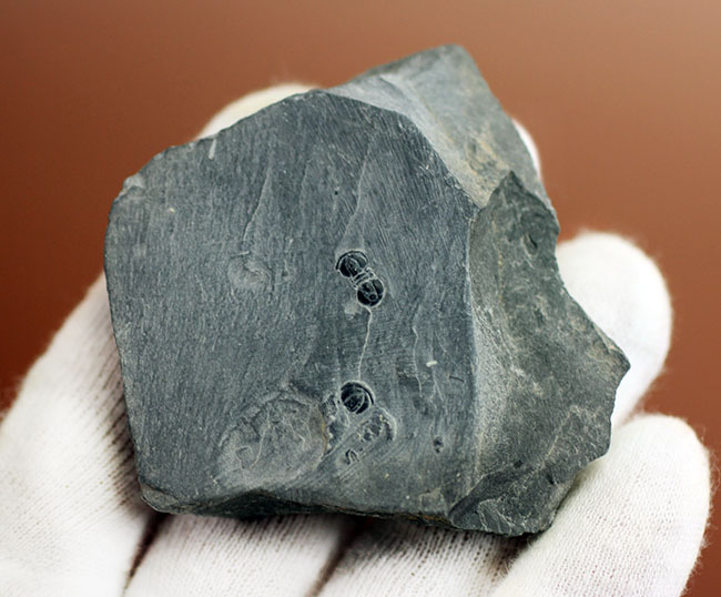 三葉虫らしくない三葉虫、ペロノプシス(Peronopsis sp.)の良質化石(その4)