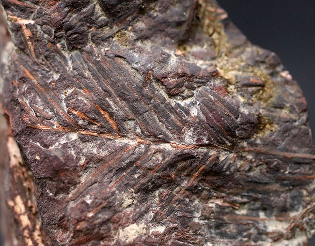 北海道の中新世の地層から採集された、生きた化石「メタセコイア（Metasequoia）」の葉の化石。葉の輪郭がはっきり見える！（その1）