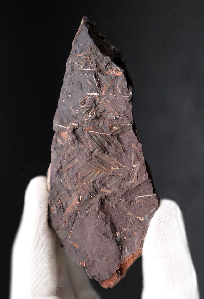北海道の中新世の地層から採集された、生きた化石「メタセコイア（Metasequoia）」の葉の化石。葉の輪郭がはっきり見える！（その2）