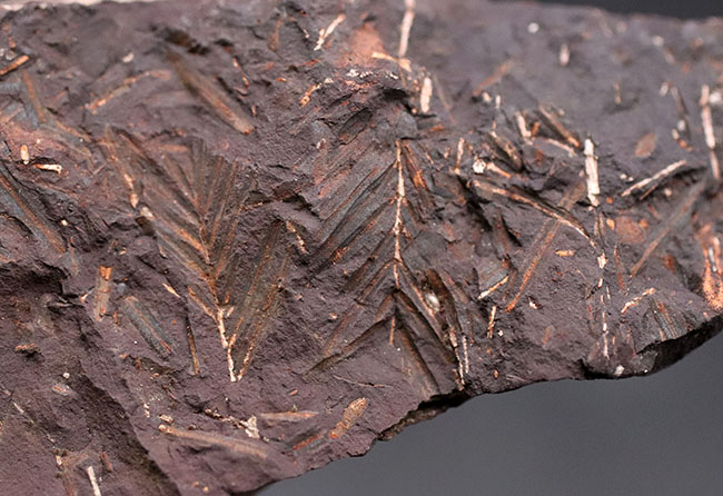 北海道の中新世の地層から採集された、生きた化石「メタセコイア(Metasequoia)」の葉の化石。葉の輪郭がはっきり見える!(その3)