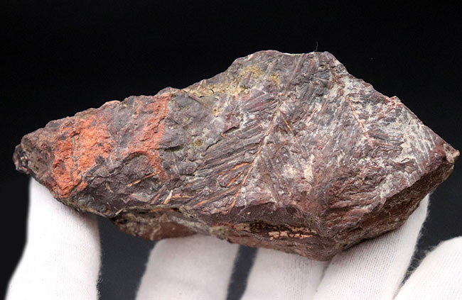 北海道の中新世の地層から採集された、生きた化石「メタセコイア（Metasequoia）」の葉の化石。葉の輪郭がはっきり見える！（その4）