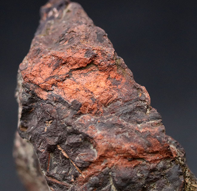 北海道の中新世の地層から採集された、生きた化石「メタセコイア（Metasequoia）」の葉の化石。葉の輪郭がはっきり見える！（その5）