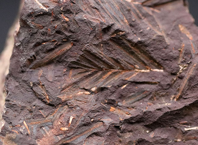 北海道の中新世の地層から採集された、生きた化石「メタセコイア（Metasequoia）」の葉の化石。葉の輪郭がはっきり見える！（その6）