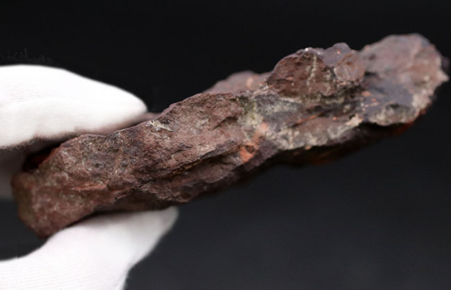 北海道の中新世の地層から採集された、生きた化石「メタセコイア（Metasequoia）」の葉の化石。葉の輪郭がはっきり見える！（その7）